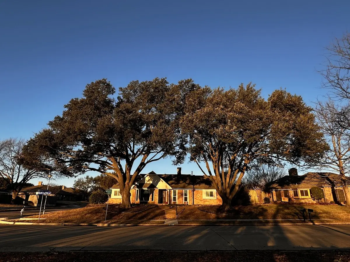 Established residential canopy tree shading a home in Loma Linda